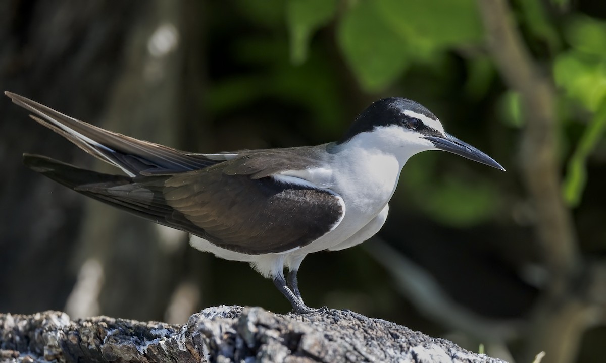 Bridled Tern - ML646575811