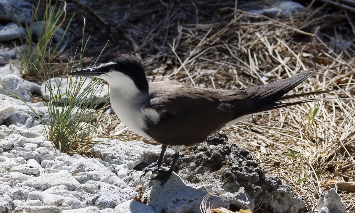 Bridled Tern - ML646575812