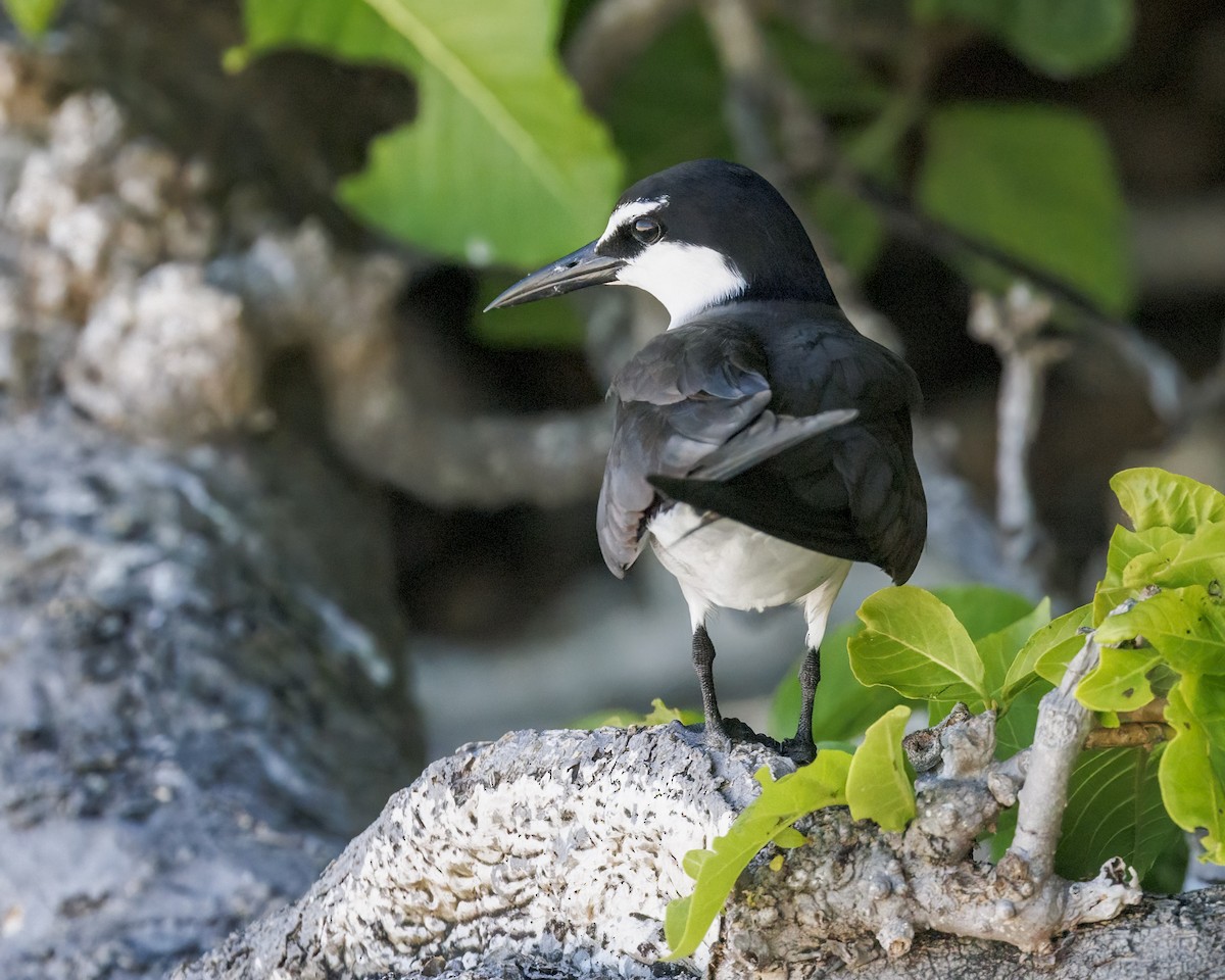 Bridled Tern - ML646575813