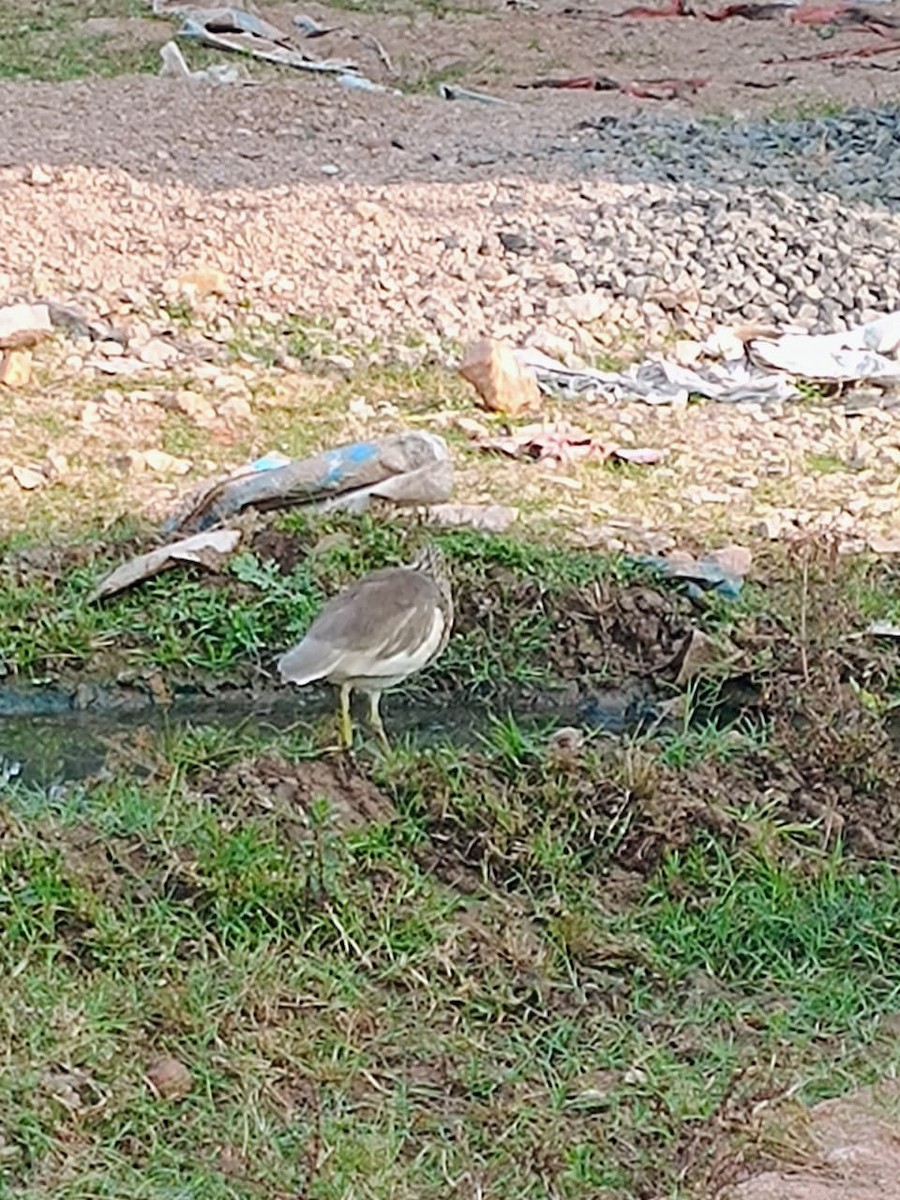 Индийская прудовая цапля - ML646575814