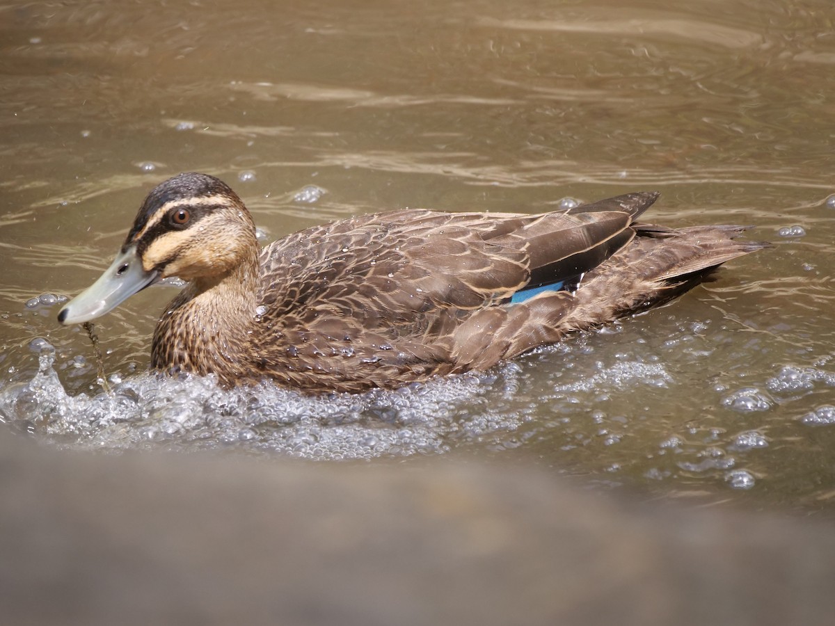 Pacific Black Duck - ML646575815