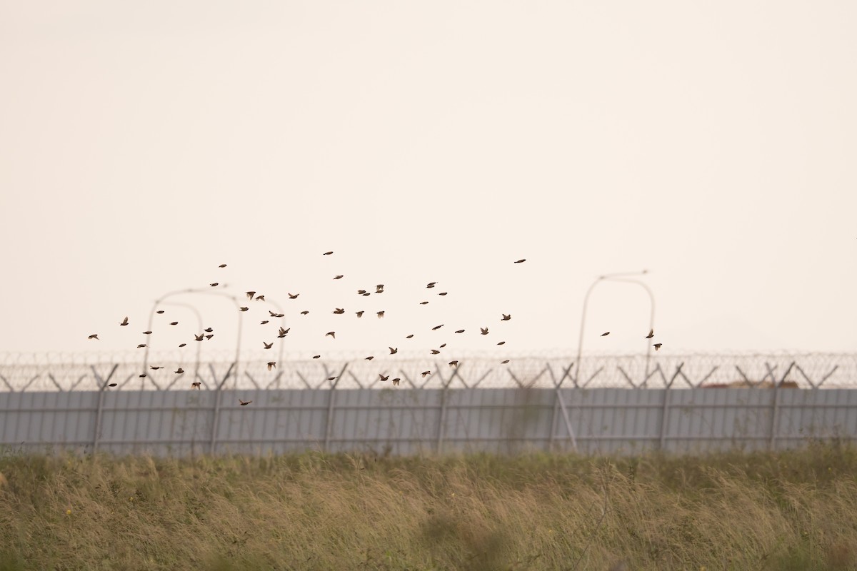 Chestnut Munia - ML646575820