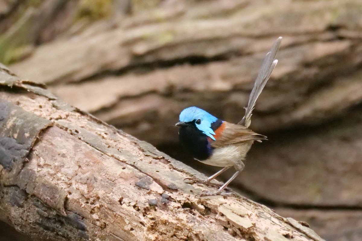 Variegated Fairywren - ML646575826