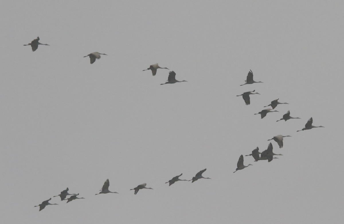 Sandhill Crane - ML646575834