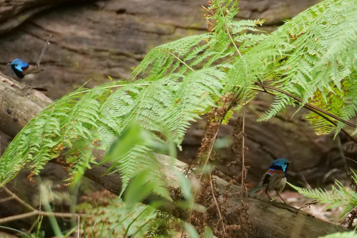 Variegated Fairywren - ML646575835