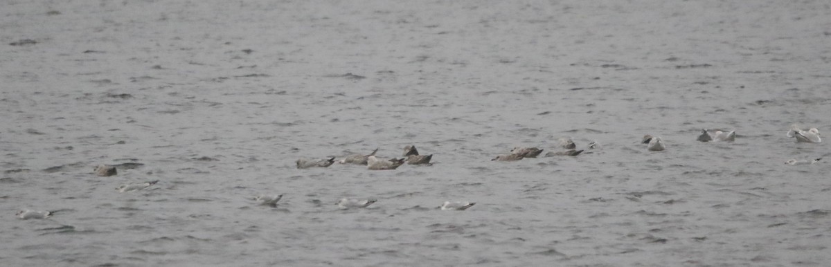 American Herring Gull - ML646575845