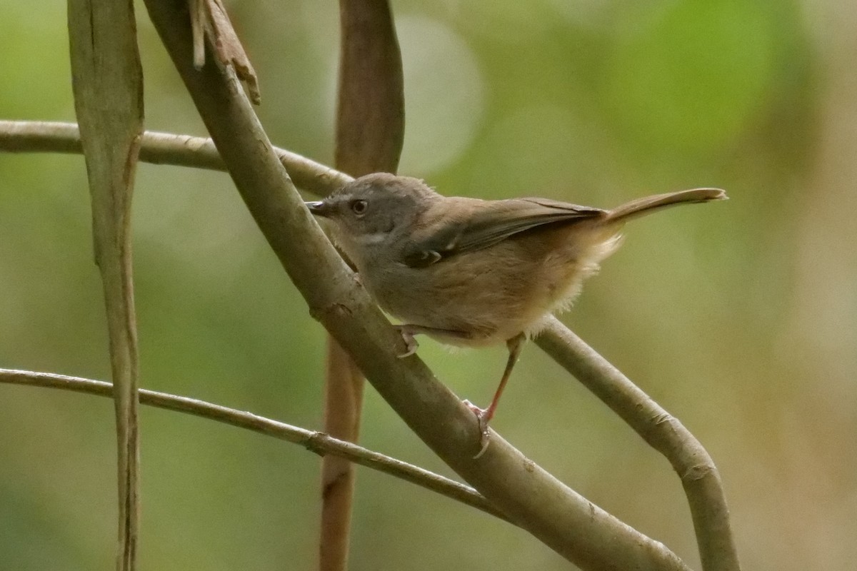 White-browed Scrubwren - ML646575846