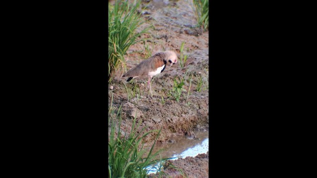 Şili Kızkuşu - ML646575847