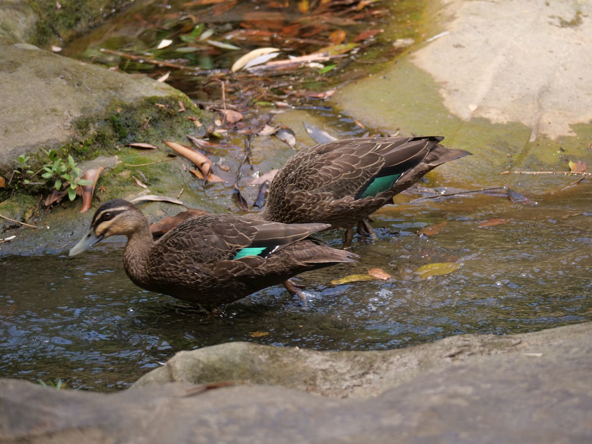 Pacific Black Duck - ML646575850