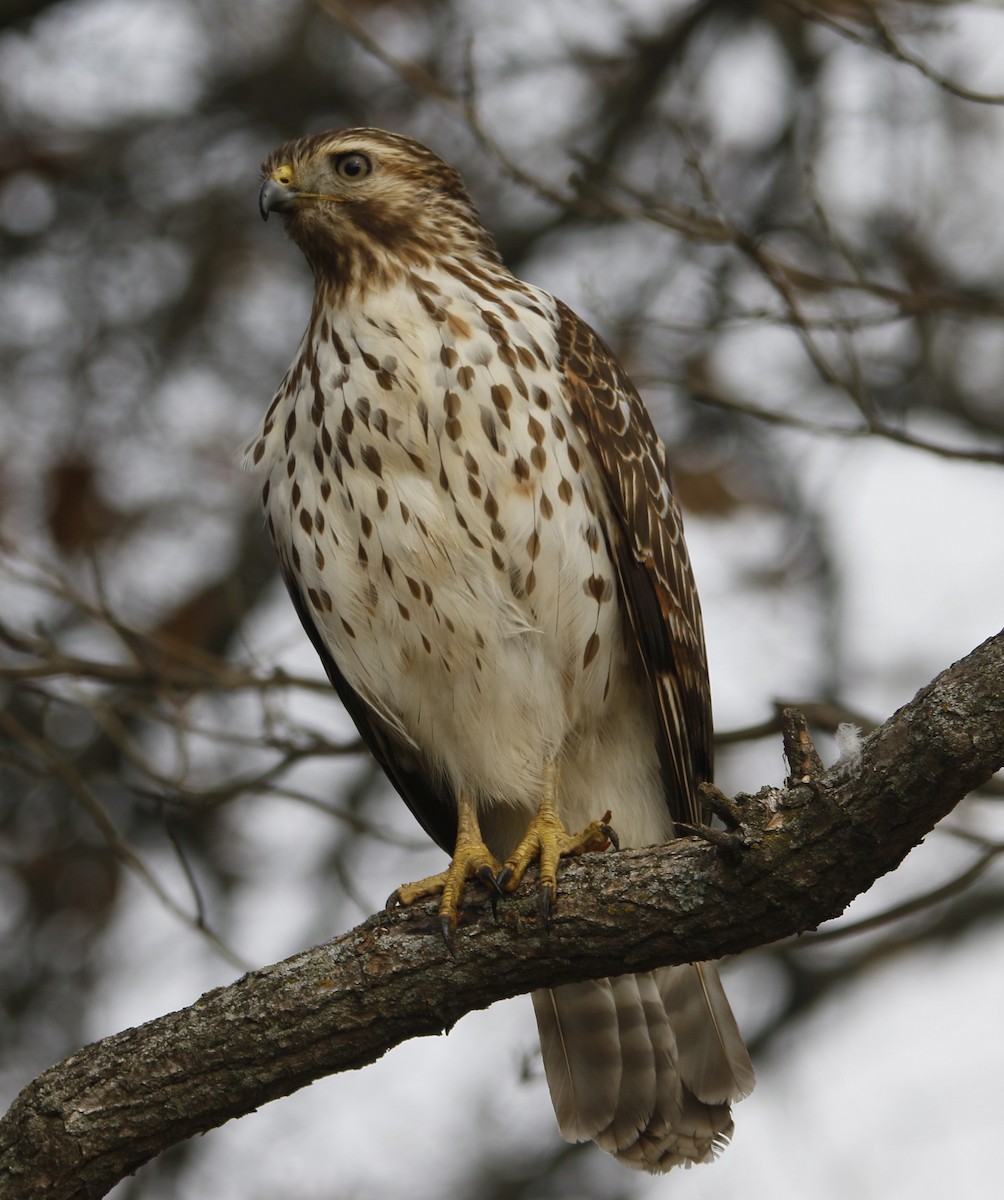 Red-shouldered Hawk - ML646575851
