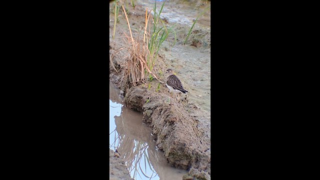 Esmer Düdükçün - ML646575852