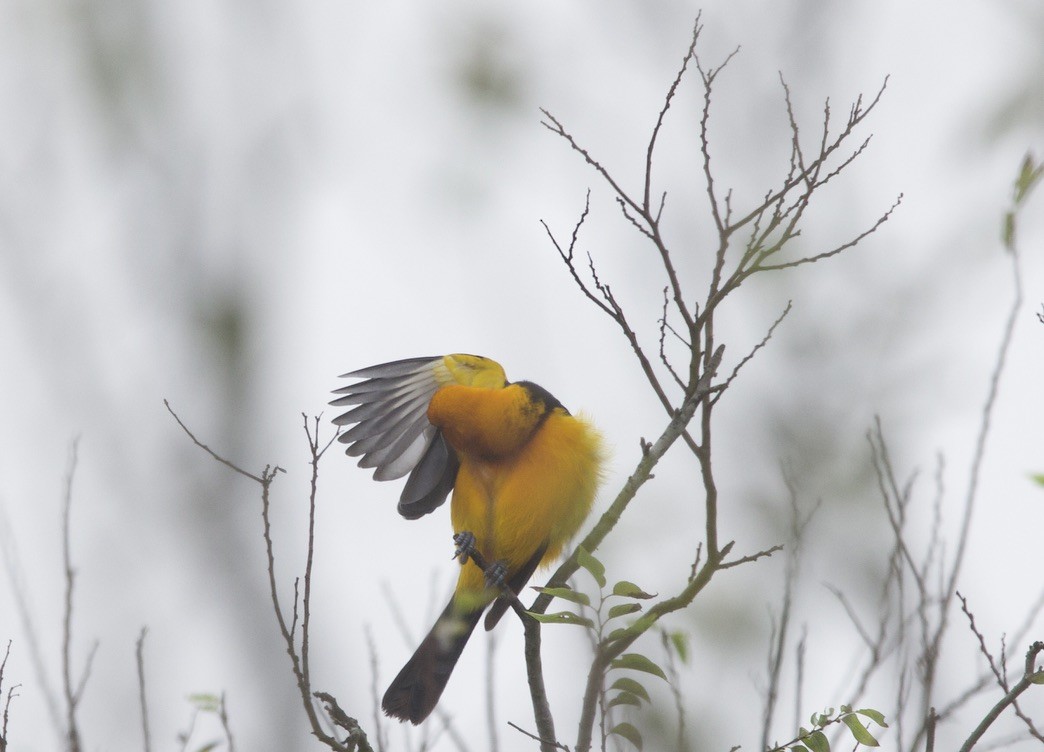 Altamira Oriole - ML646575853