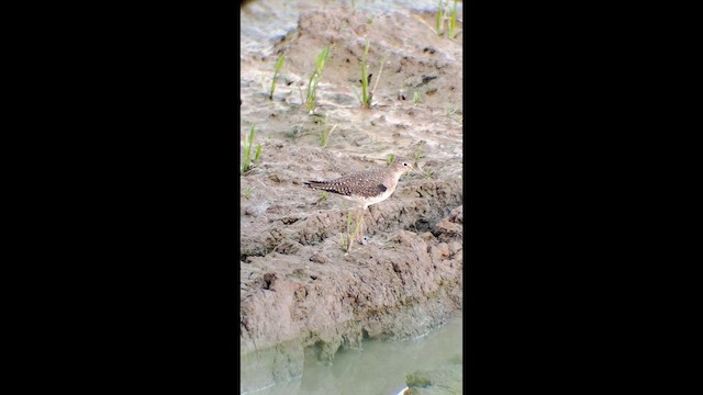 Esmer Düdükçün - ML646575854