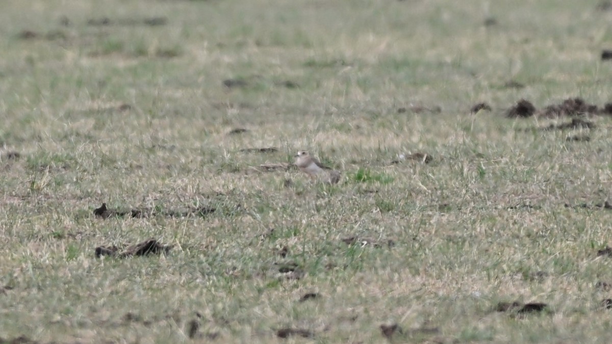 Oriental Plover - ML646575860