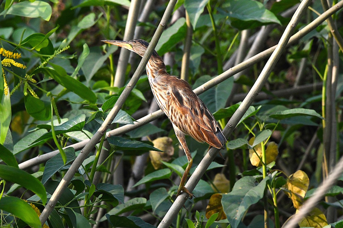 ヨシゴイ - ML646575861