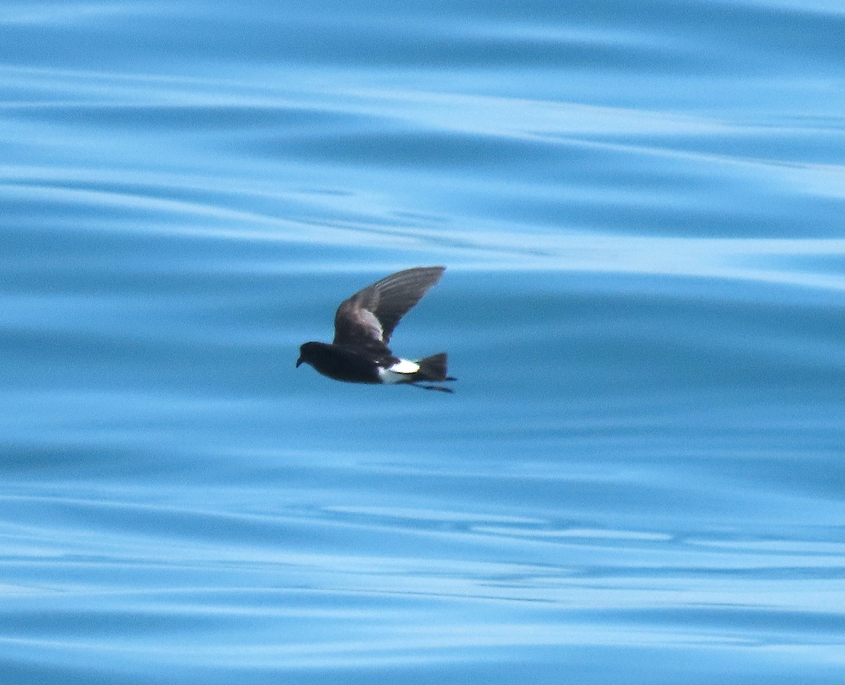 Wilson's Storm-Petrel - ML646575862
