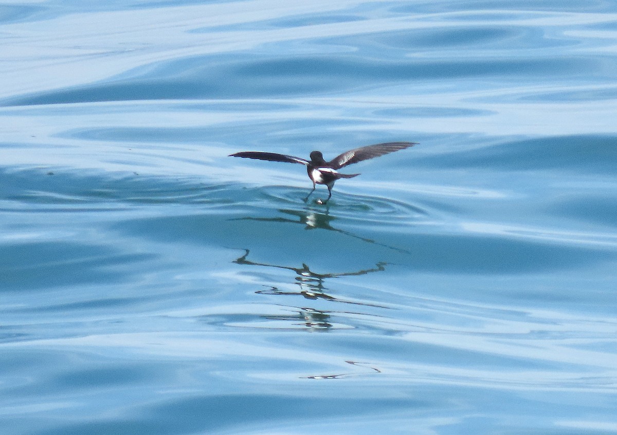 Wilson's Storm-Petrel - ML646575863