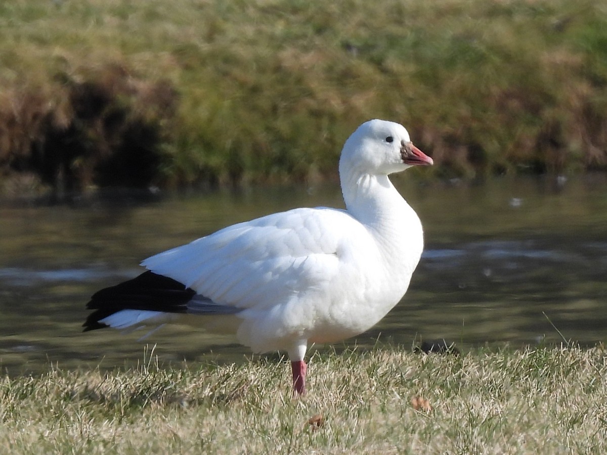 Ánsar de Ross - ML646575869