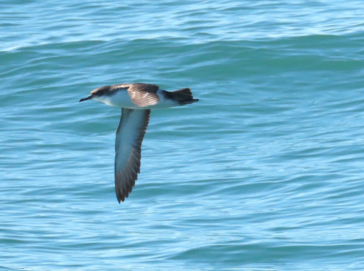 Yelkouan Shearwater - ML646575871