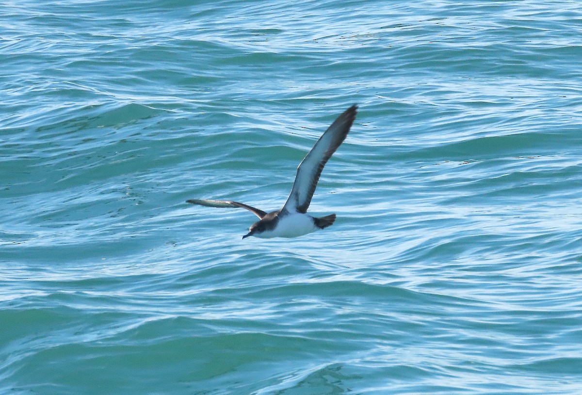 Yelkouan Shearwater - ML646575872