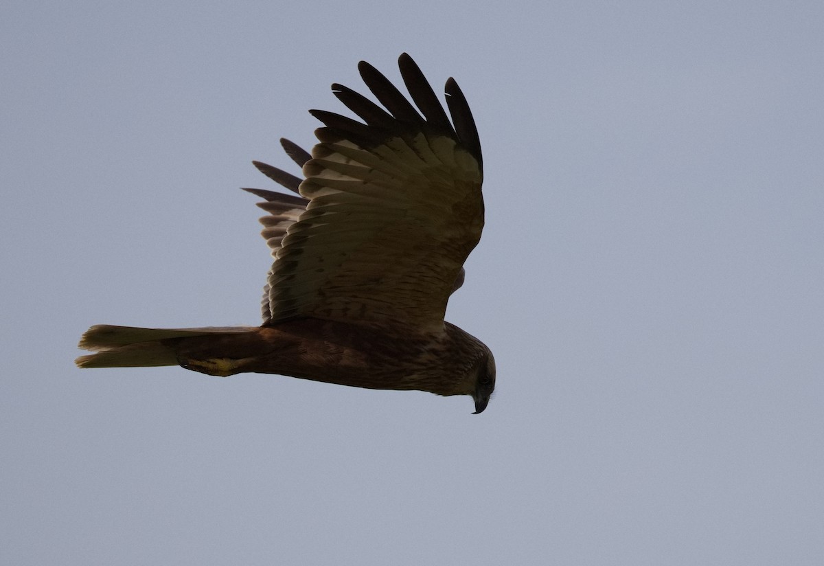 moták pochop - ML646575875