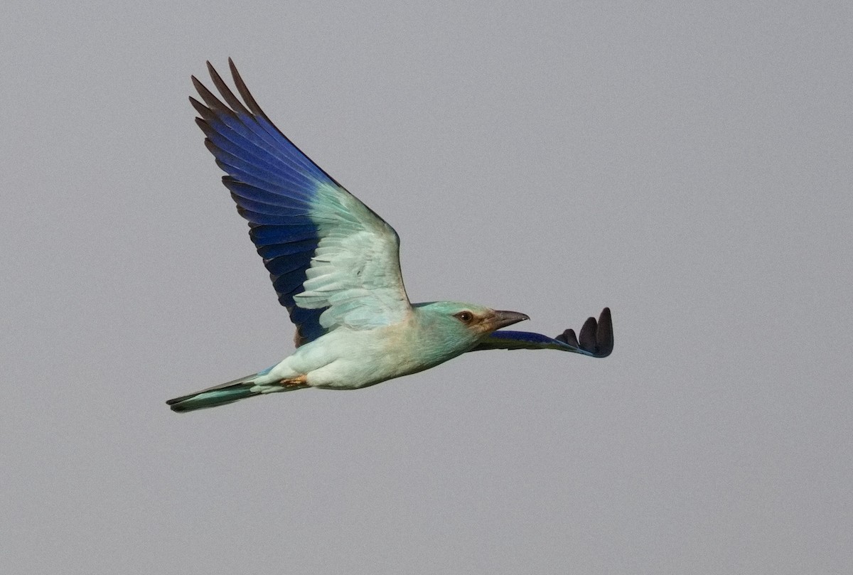 mandelík hajní - ML646575876