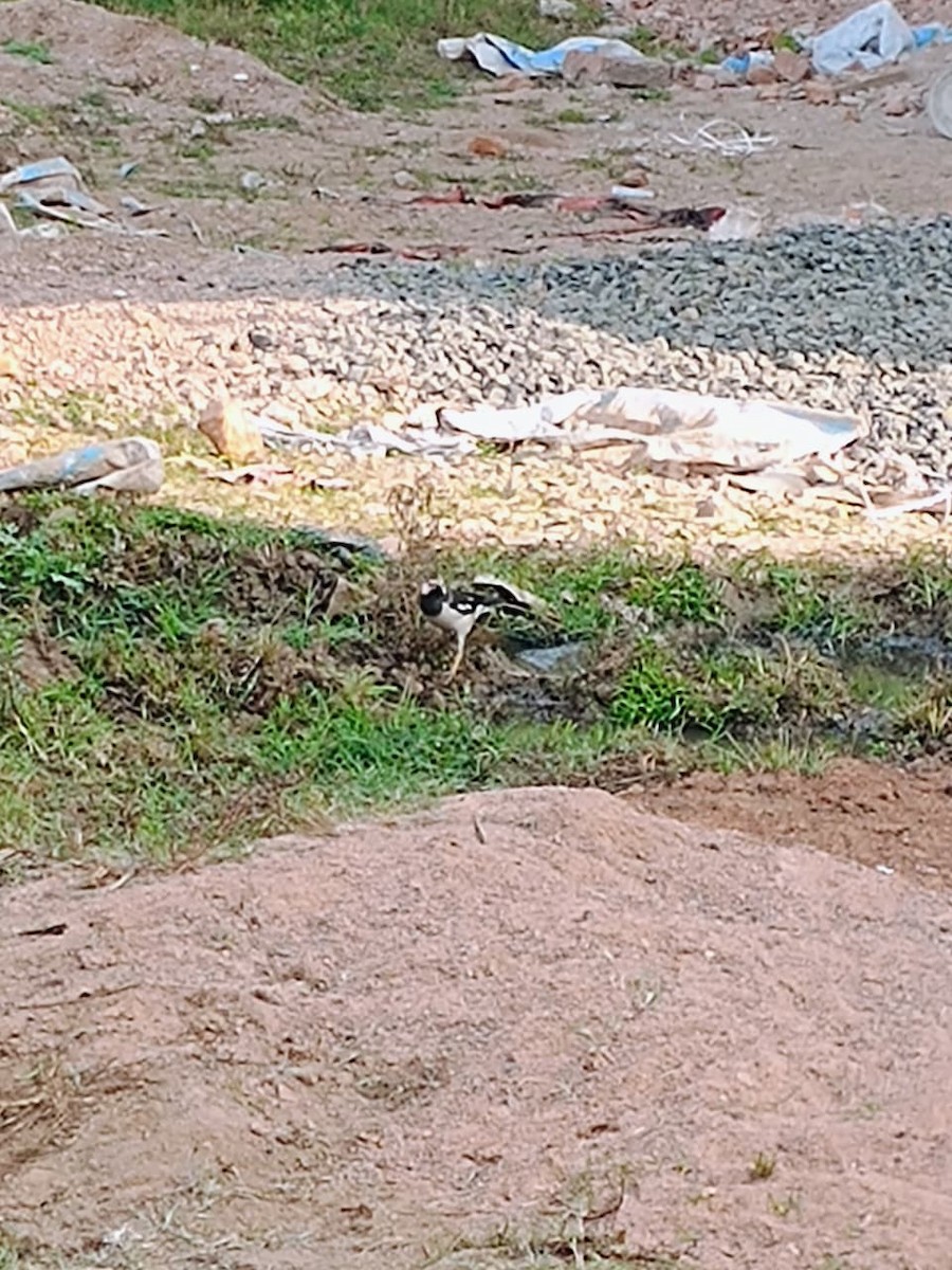 印度鵲椋鳥 - ML646575878