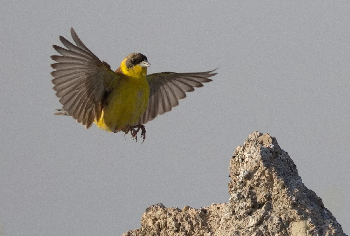 strnad černohlavý - ML646575881