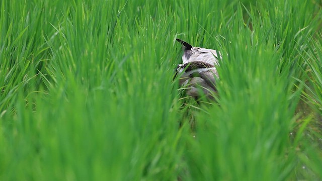 Hint Kazı - ML646575883