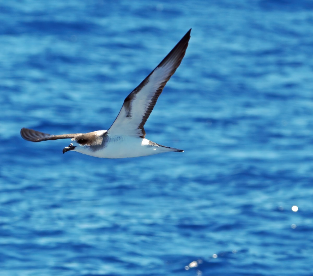 Реюньонский тайфунник - ML646575885