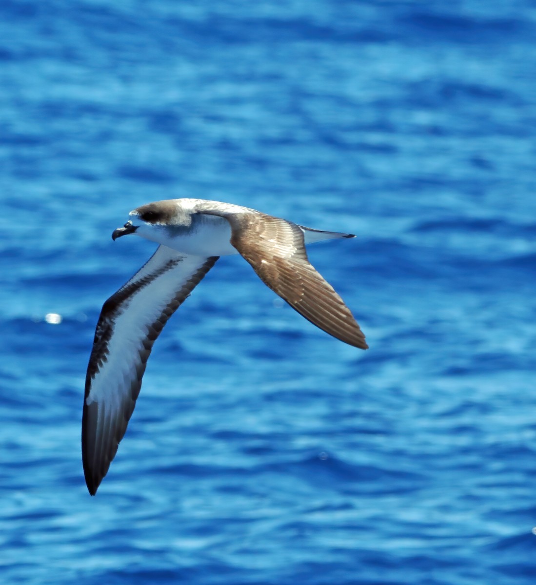 Реюньонский тайфунник - ML646575886