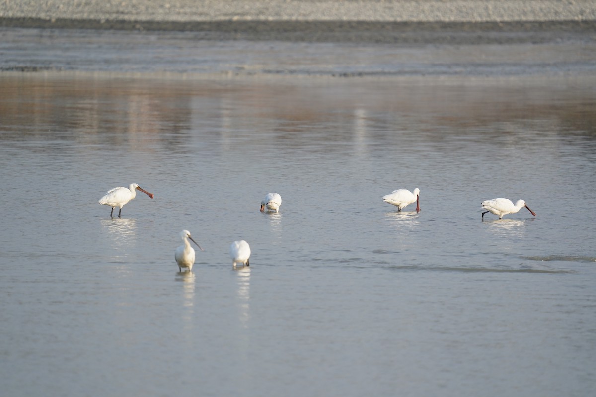 skjestork - ML646575893