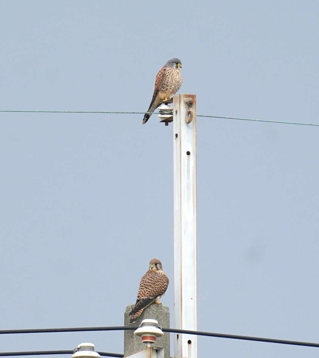 Боривітер звичайний - ML646575900