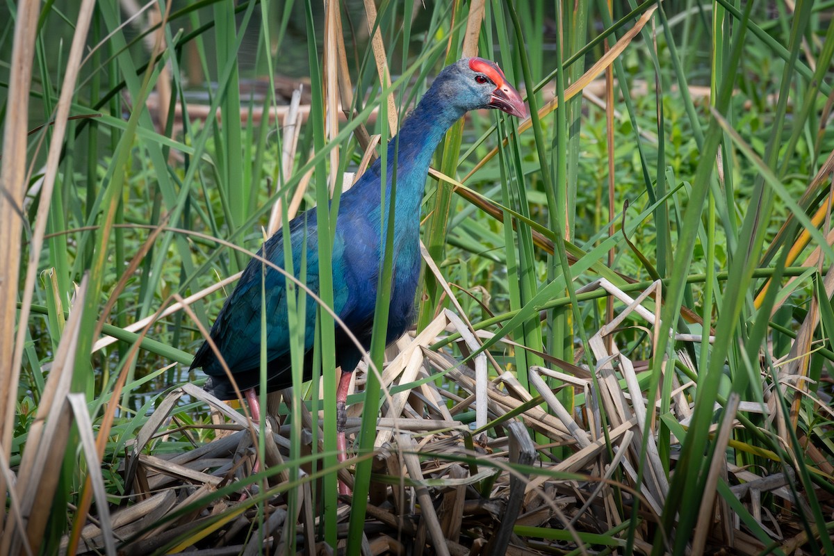 灰頭紫水雞 - ML646575901