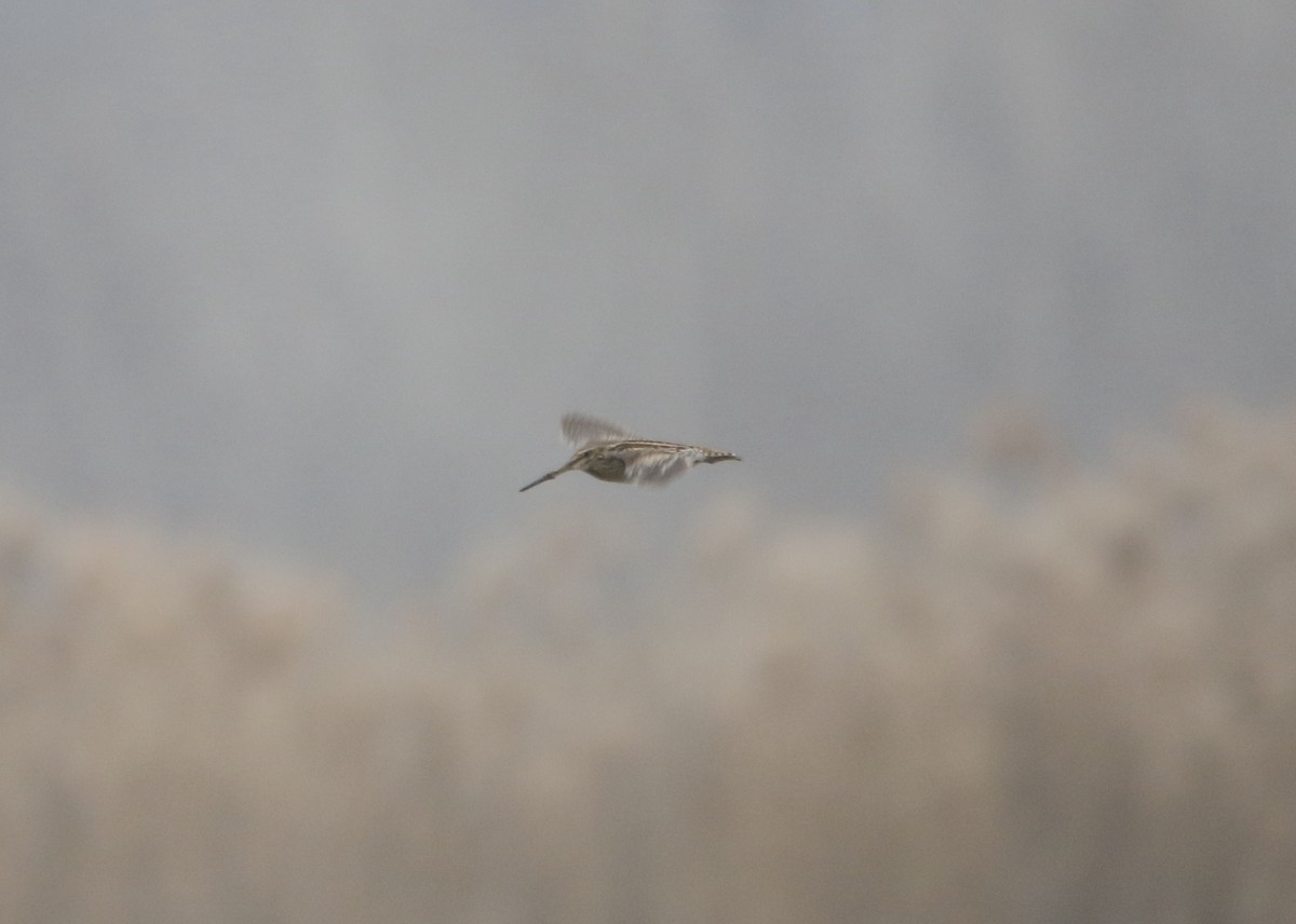 Wilson's Snipe - ML646575902