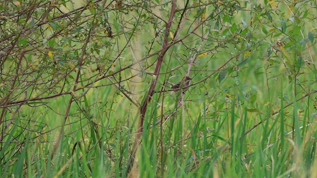 Küçük Saz Çintesi - ML646575903