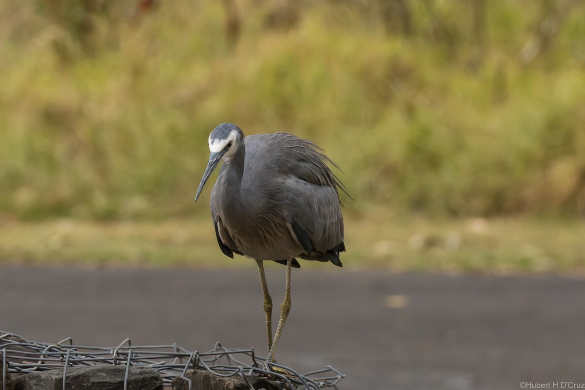 volavka bělolící - ML646575917