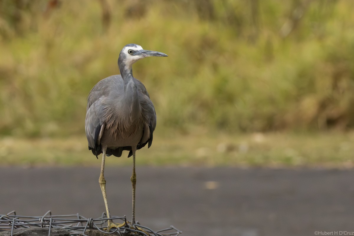 volavka bělolící - ML646575918