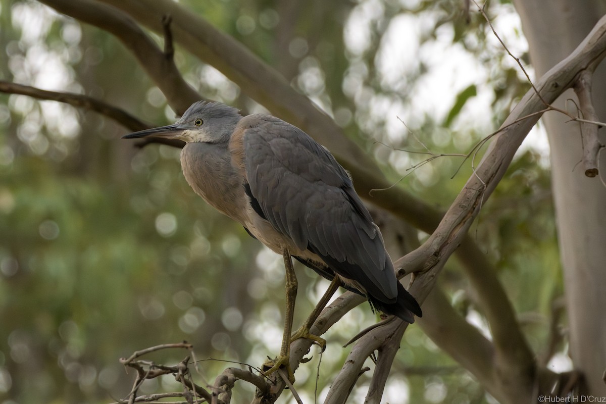 volavka bělolící - ML646575919