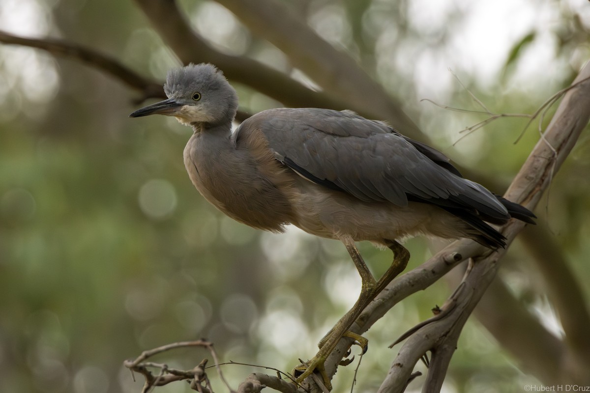 volavka bělolící - ML646575920