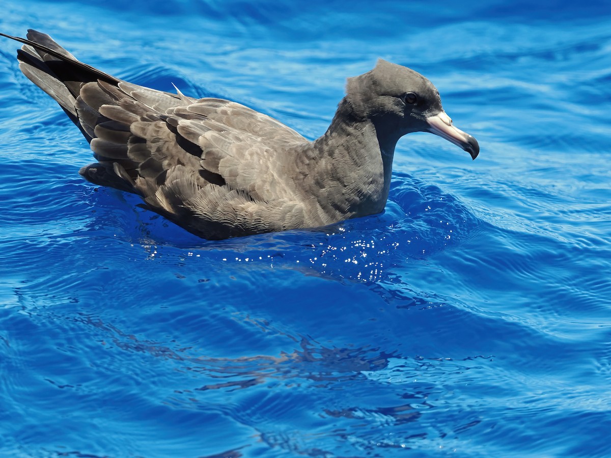 アカアシミズナギドリ - ML646575921