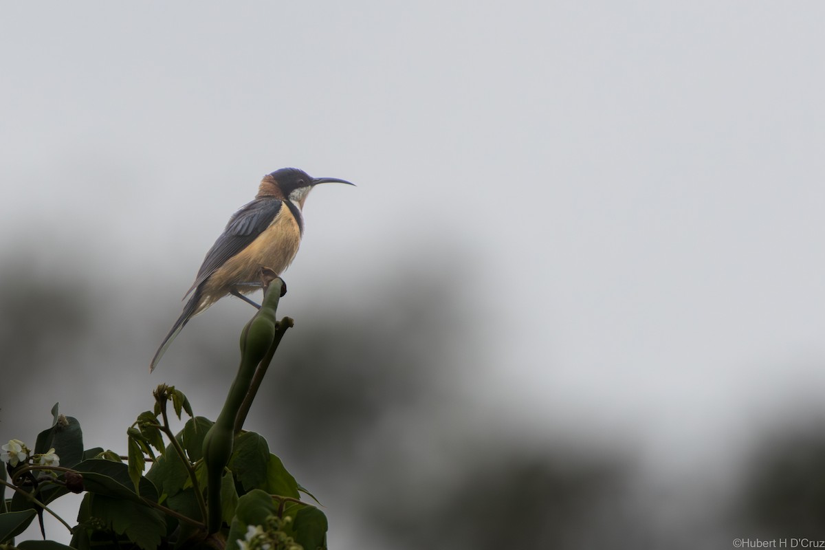 jehlozobka východní - ML646575928