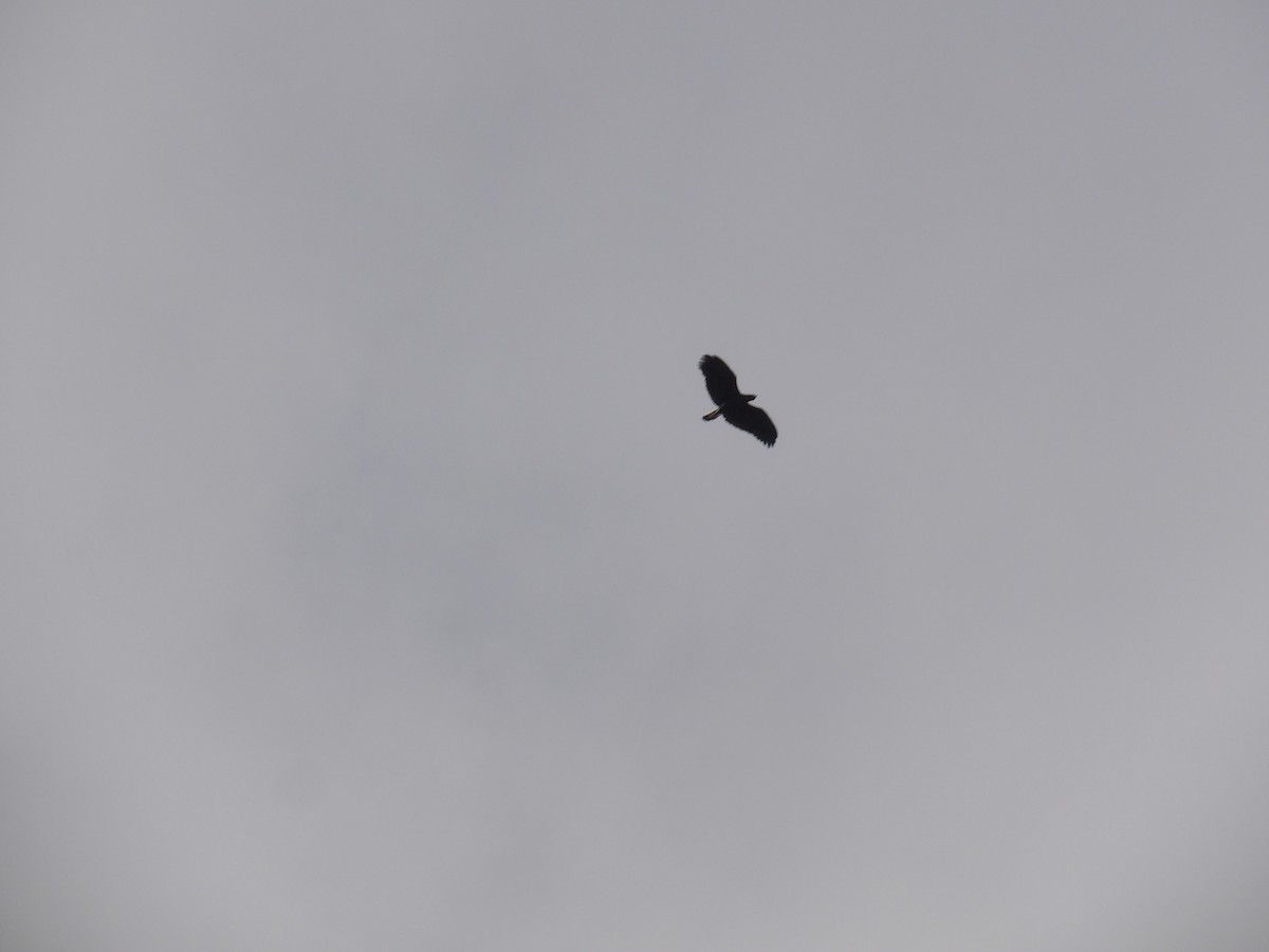 Great Black Hawk (Southern) - ML646575931