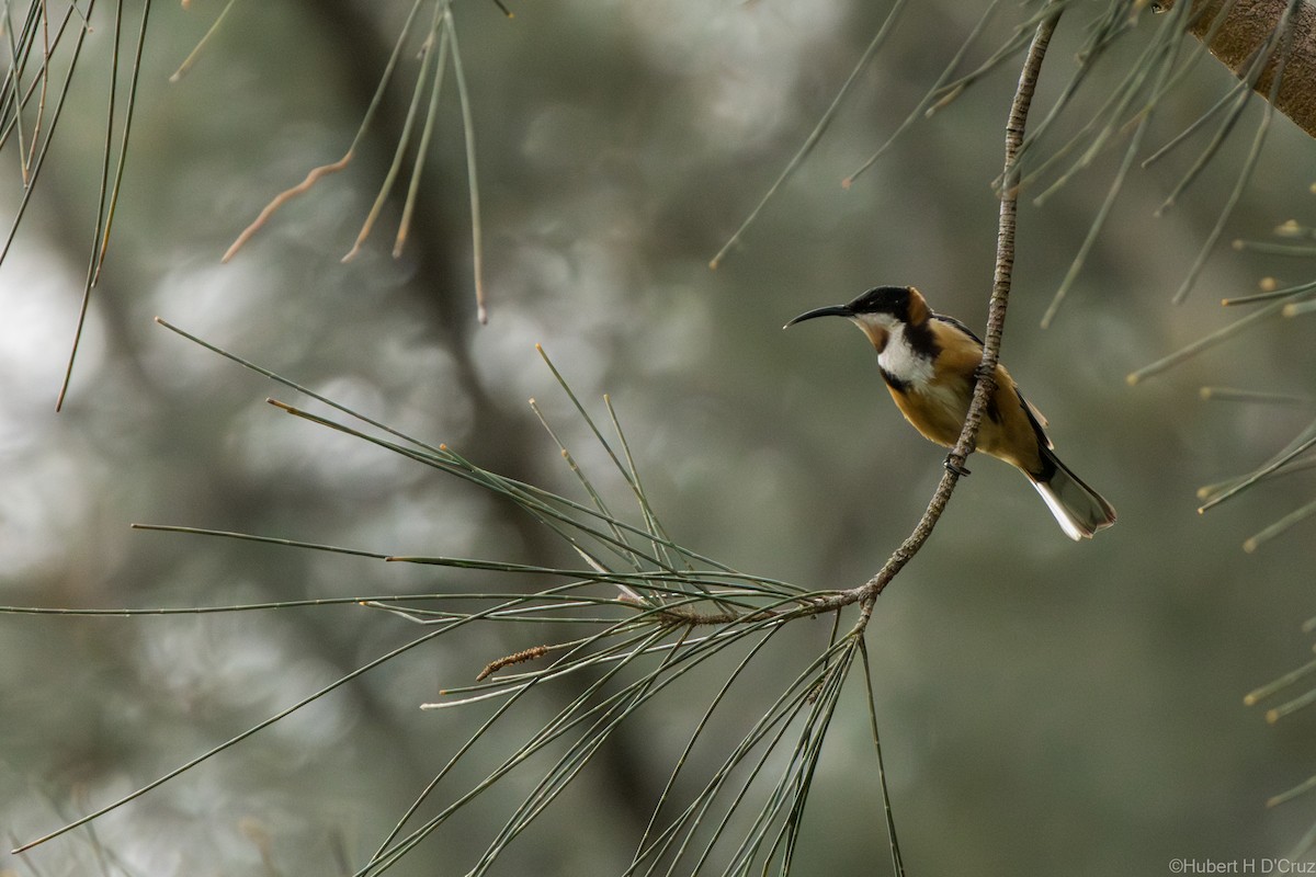 jehlozobka východní - ML646575932