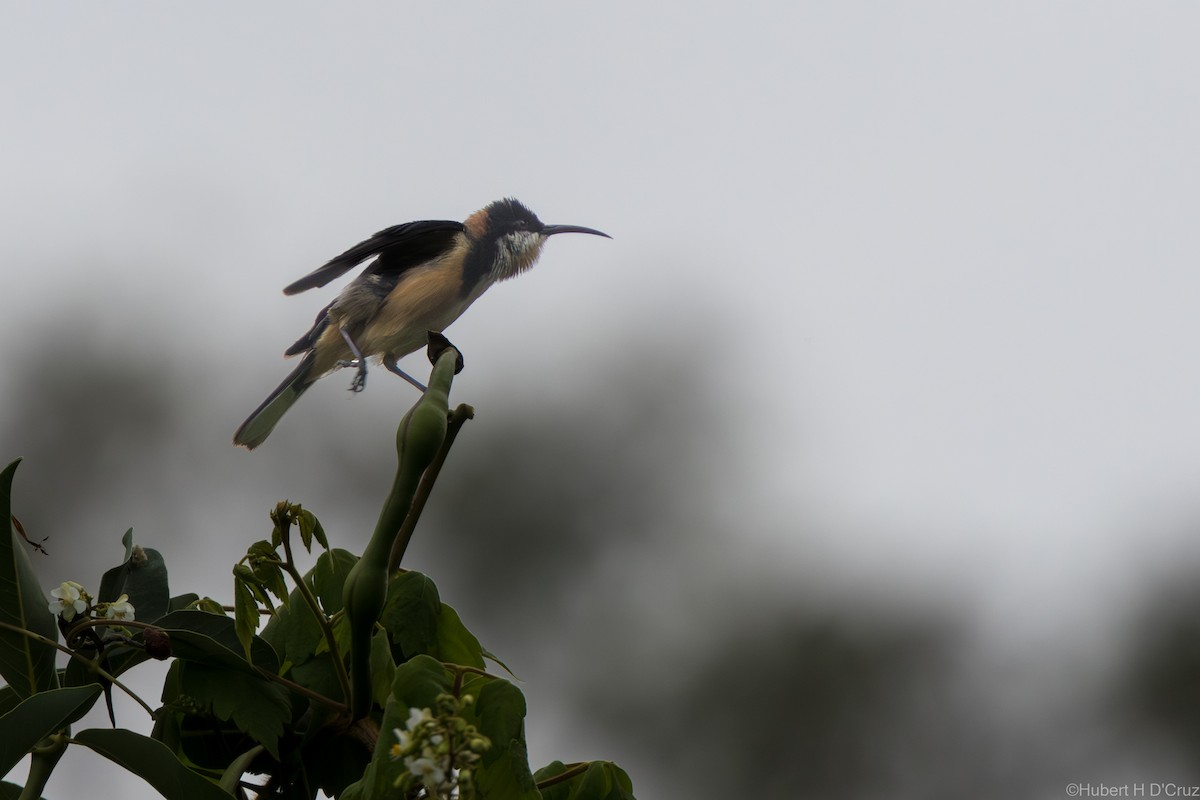 jehlozobka východní - ML646575934