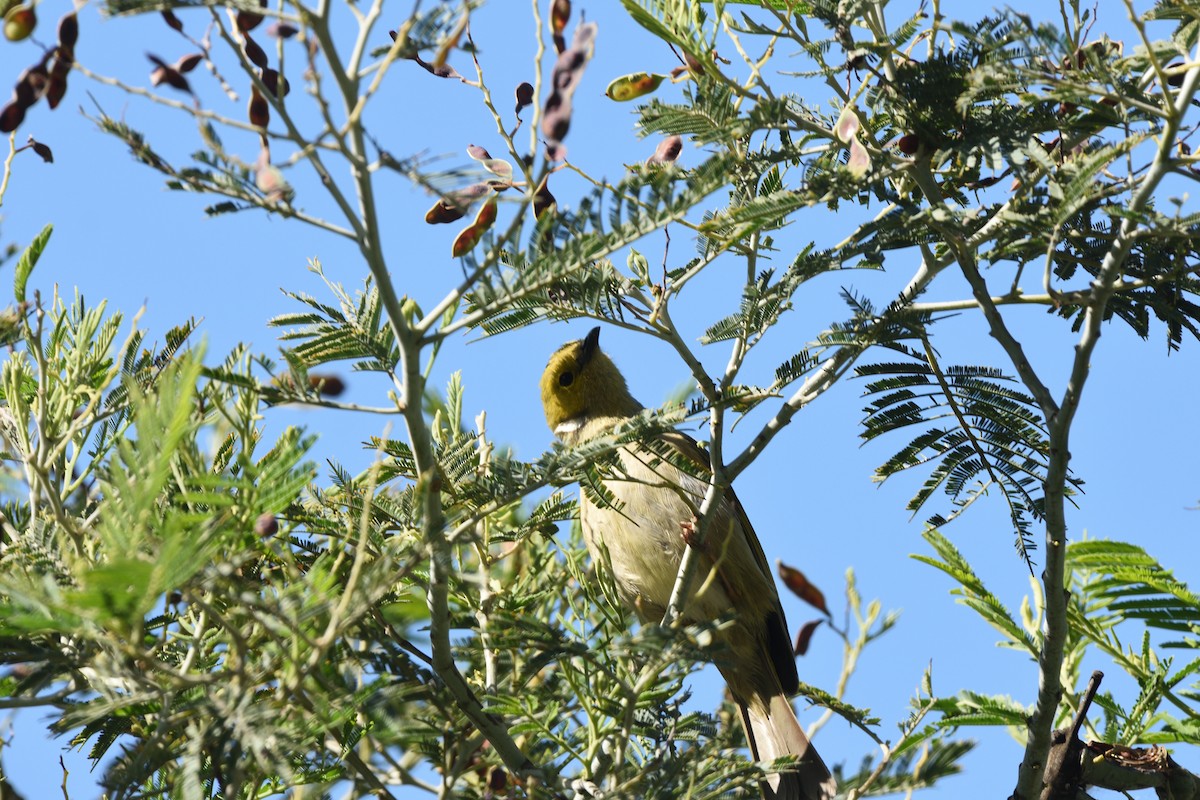 White-plumed Honeyeater - ML646575936