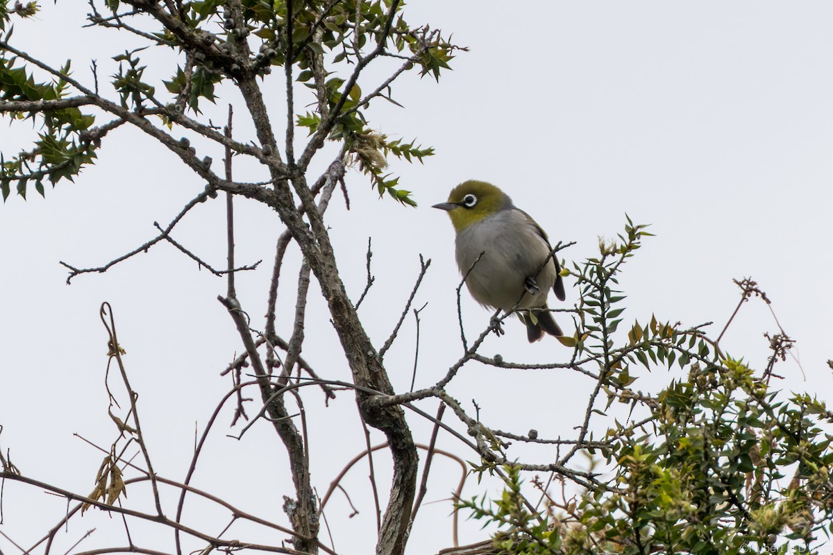 Silvereye - ML646575937