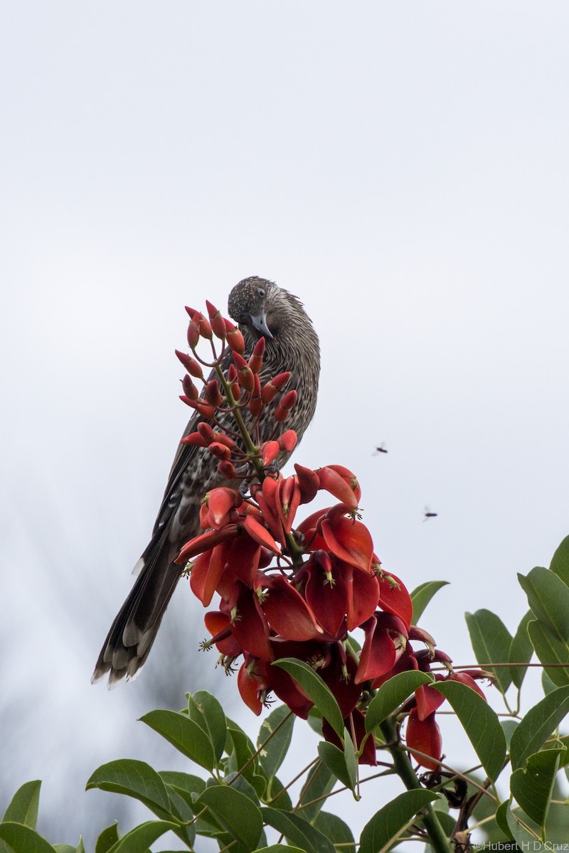 laločnatka malá - ML646575944