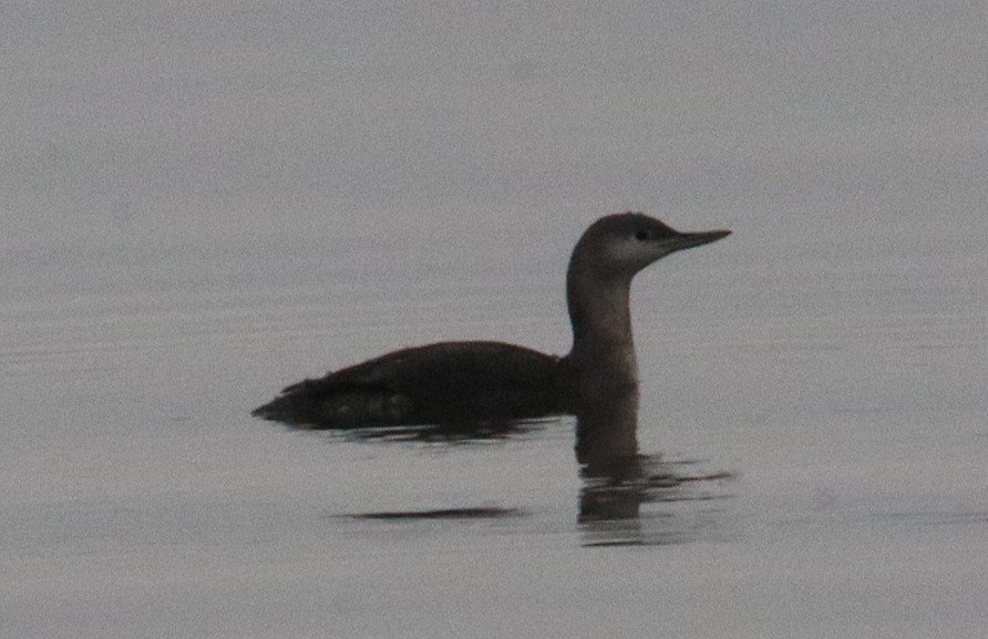 紅喉潛鳥 - ML646575945