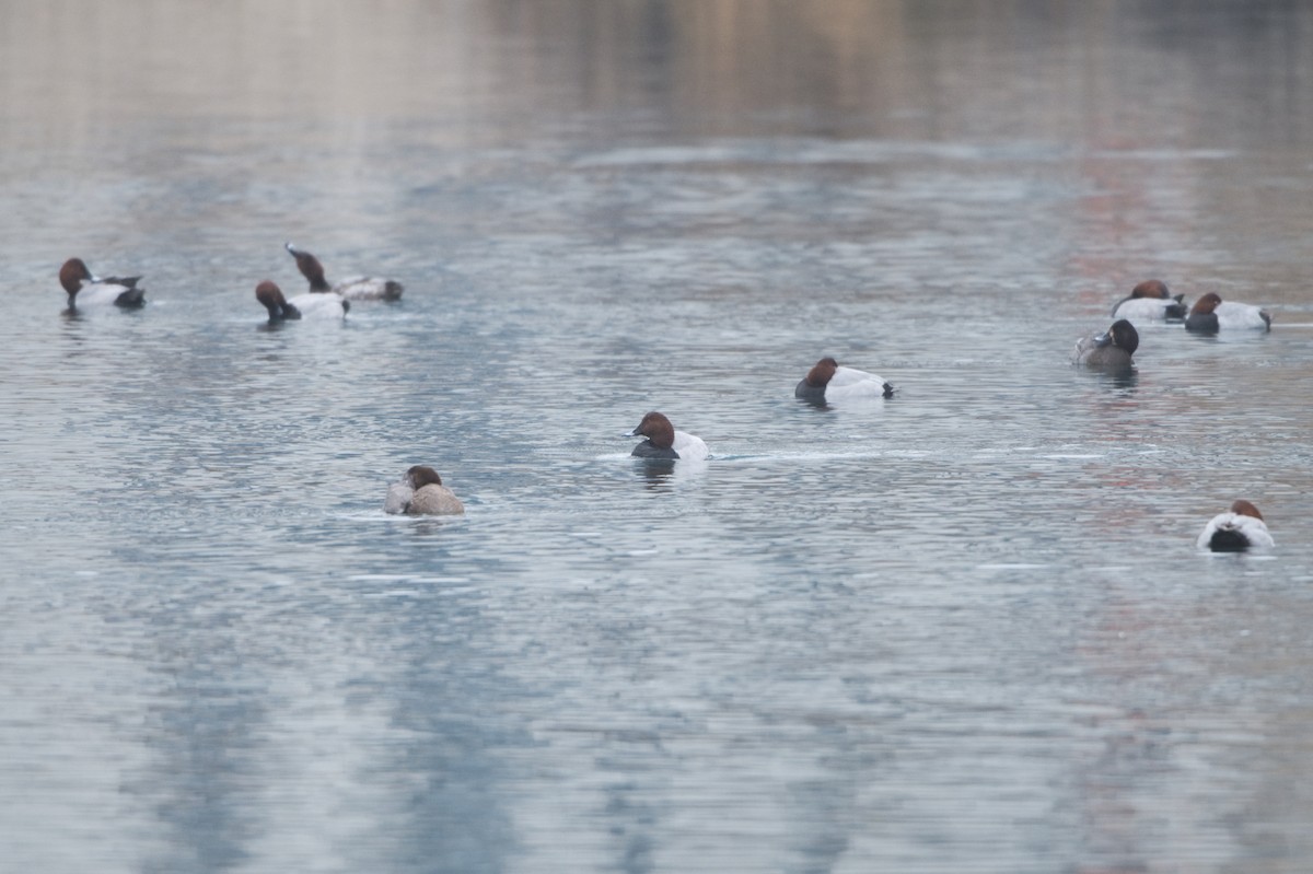 Common Pochard - ML646575946